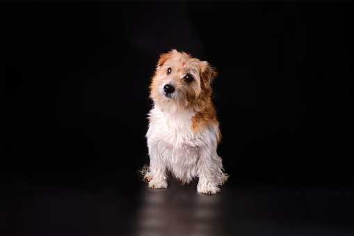 A dog Jack Russell with overgrown matured hair on a black background