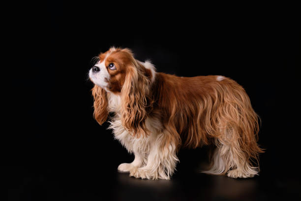 istock Unwashed, overgrown Cavalier Charles spaniel dog on a black background 2055204828