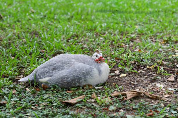 The guineafowl is rest on nature garden under tree