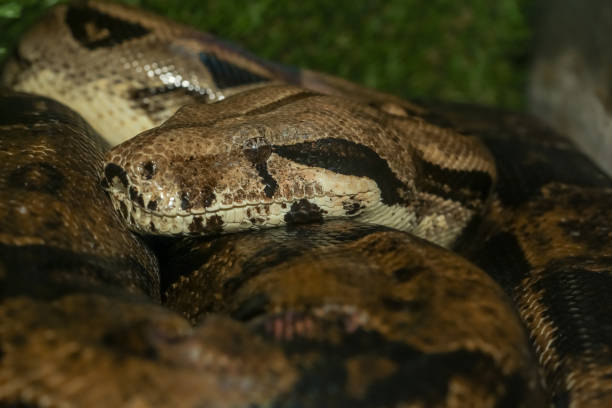 istock Close up head and body boa constrictor snake is the big snake 2055206938