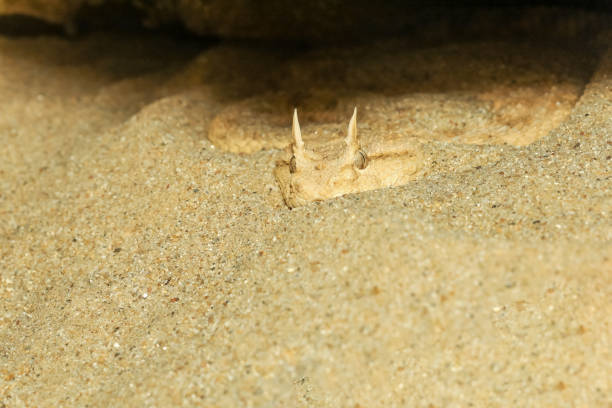 istock Close up Sahara horn viper in sand at the cave 2055207316