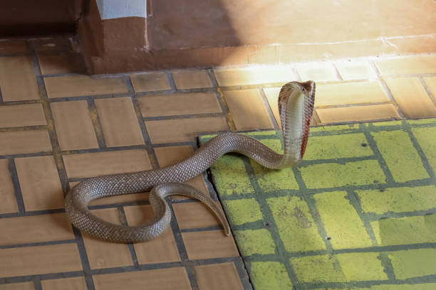 istock The Beautiful Cobra snake on cement floor at thailand 2055208495