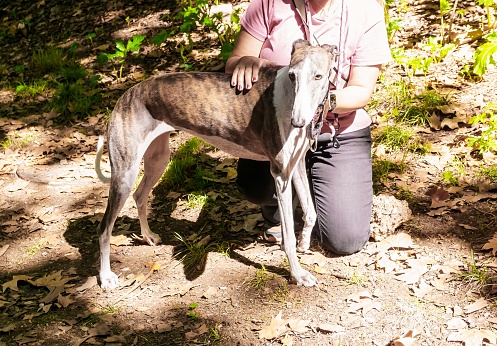 Crop shot of a young caucasian woman kneeling with her rescued greyhound dog in the forest. With copy space. Horizontal.