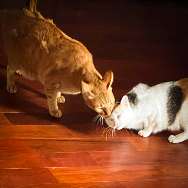 istock Brown cat licking three color cat 2055245445