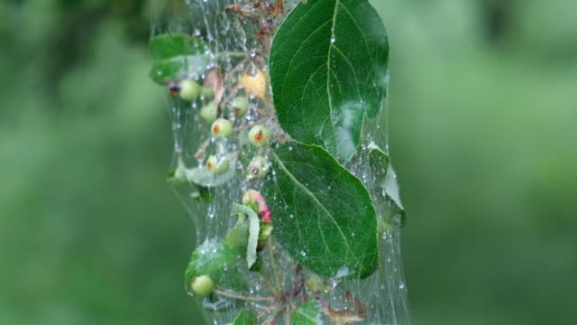 Pests on the apple tree. cobwebs and caterpillars on branches and leaves