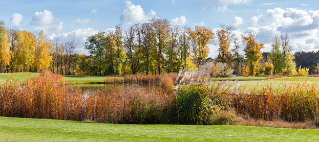 Decorative pond with banks overgrown with different ornamental reeds against the distant trees and sky in autumn park, panoramic view