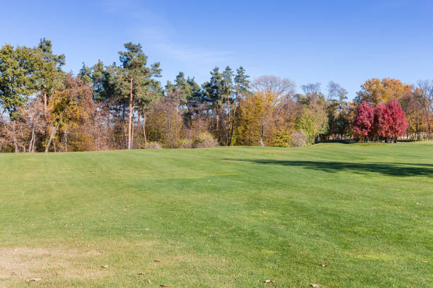 istock Large glade with trimmed grass in autumn park against forest 2055248575