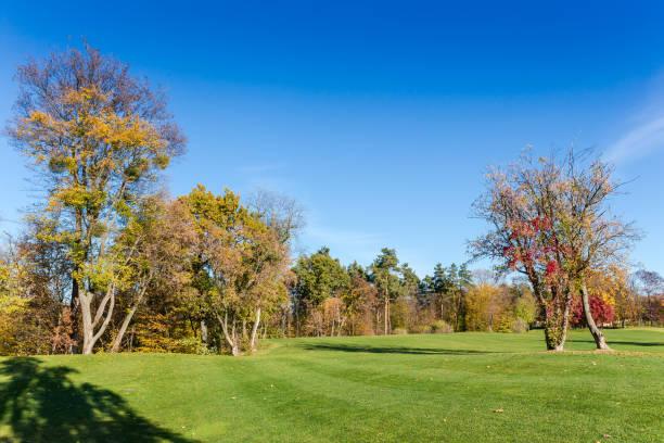 istock Large glade with trimmed grass in autumn park against forest 2055249086