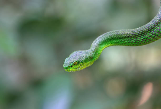 exotic snake on tree branch