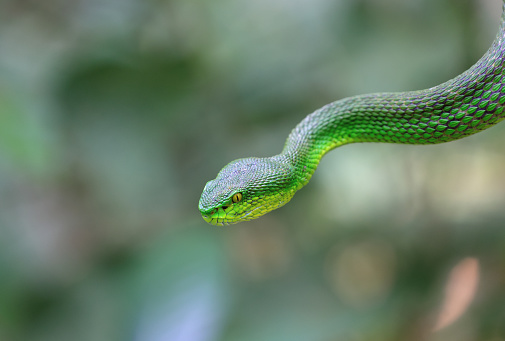 Green Pit Vipers (Trimesurus albolabris) are a venomous species of snake found in southeast Asia.