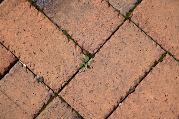 Weeds growing in a brick patio. In this case these weeds are growing in the middle of winter in the US midwest