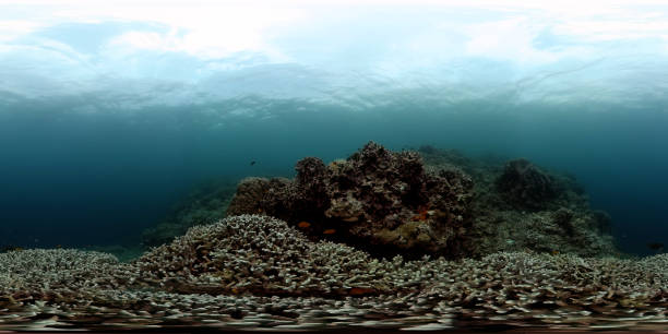 istock Underwater world with coral and fish. 2055267269