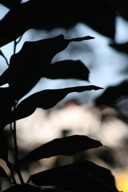 close up photos, nature foliage,