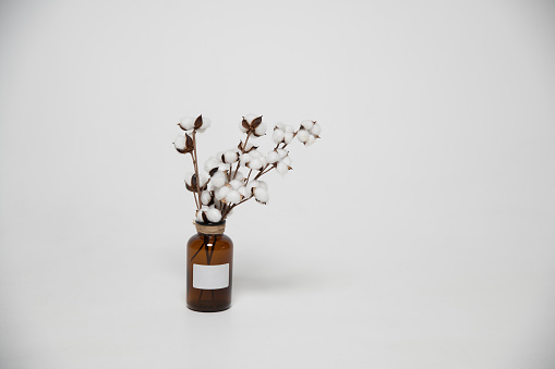 Glass bottle with bouquet of dry cotton flowers stands on white background. Textile industry and home decor. Copy space for your text or decoration. Minimalism theme.