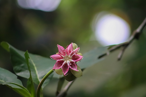close up of forest plant flowers, Dillenia suffruticosa, beautiful, unique