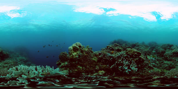 istock Fish and coral reefs under the sea. 2055281418