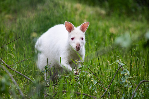 White kangaroo stands peacefully in a grassy field. The kangaroo is a symbol of Australia's unique wildlife,