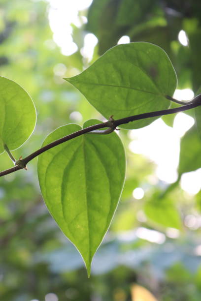 istock closeup photo of leaves 2055285698