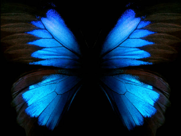 istock Wings of the butterfly Ulysses 2055293620