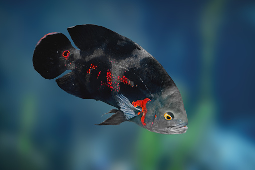 Black Tiger Oscar (Astronotus ocellatus) - Freshwater Fish
