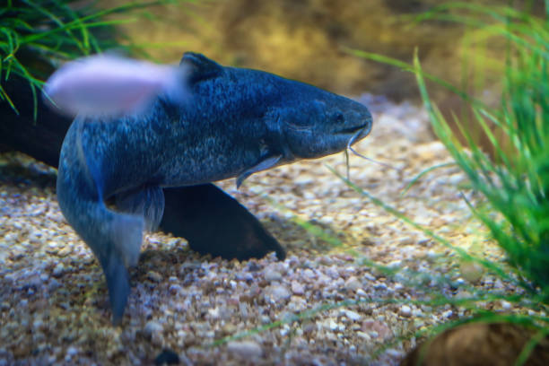 South American Catfish (Rhamdia quelen) - Freshwater Fish