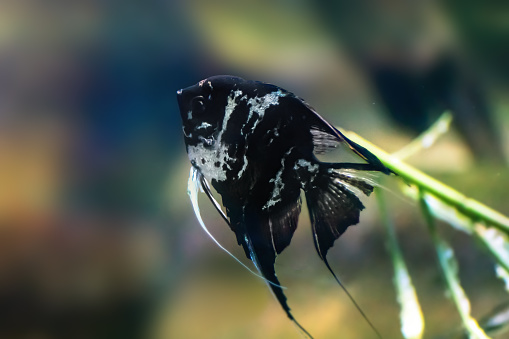 Fish in a big blue aquarium