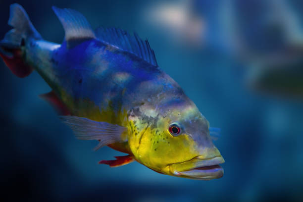 Tropical golden parrot fish in blue background