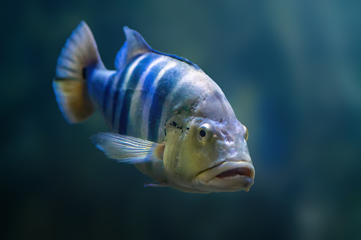 Blue Peacock Bass (Cichla piquiti) - Freshwater Fish