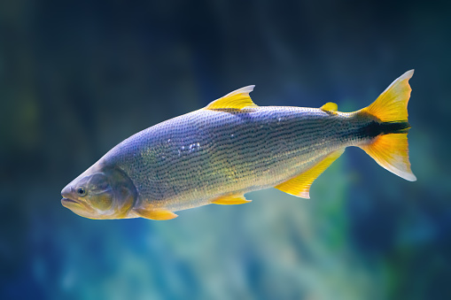 Dorado (Salminus brasiliensis) - Freshwater Fish