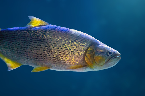 Dorado (Salminus brasiliensis) - Freshwater Fish