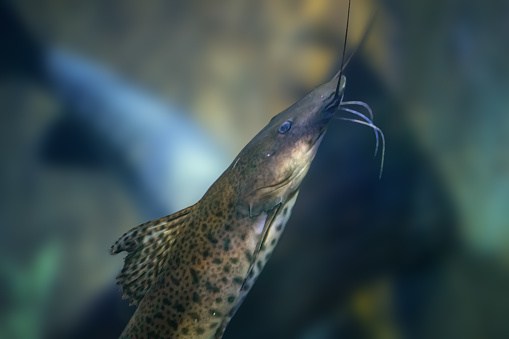 Jundiara Catfish (Pseudoplatystoma sp x Leiarius marmoratus) - Hybrid Freshwater Fish