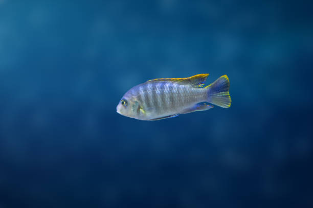 mbuna di william (maylandia greshakei) - pesce d'acqua dolce - william williams foto e immagini stock