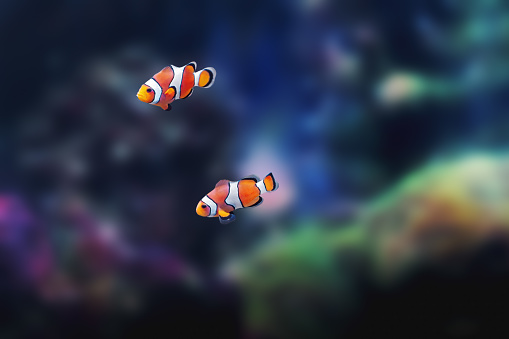 Ocellaris Clownfish (Amphiprion ocellaris) - Marine Fish