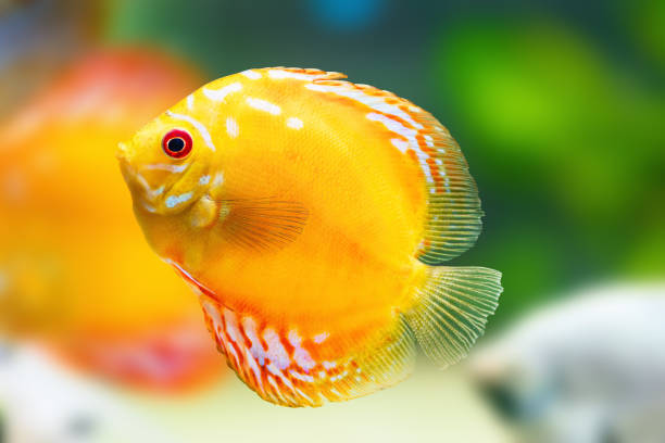 Yellow Discus (Symphysodon aequifasciatus) - Freshwater Fish Yellow Discus (Symphysodon aequifasciatus) - Freshwater Fish symphysodon aequifasciatus stock pictures, royalty-free photos & images