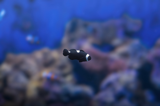 Black Ocellaris Clownfish(Amphiprion ocellaris) - Marine Fish