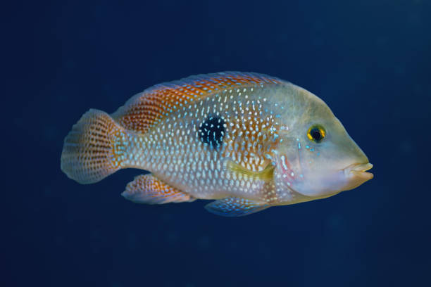 pielęgnica perłowa (geophagus brasiliensis) - ryby słodkowodne - freshwater pearl zdjęcia i obrazy z banku zdjęć