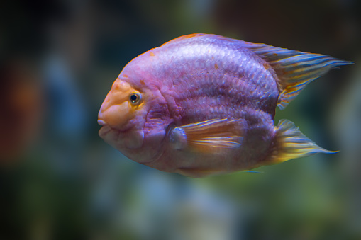 Midas Cichlid (Amphilophus citrinellus) - Freshwater Fish