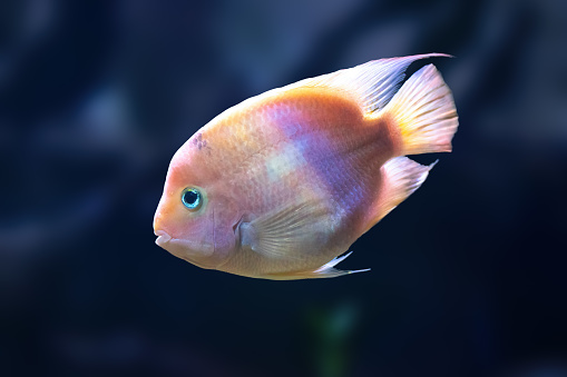 Midas Cichlid (Amphilophus citrinellus) - Freshwater Fish