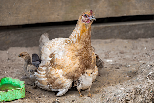 Mother hen hiding young chicks under her wings: Mother hen and young chicks in the farm.