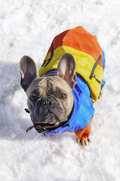 istock French Bulldog playing in the snow 2055307934