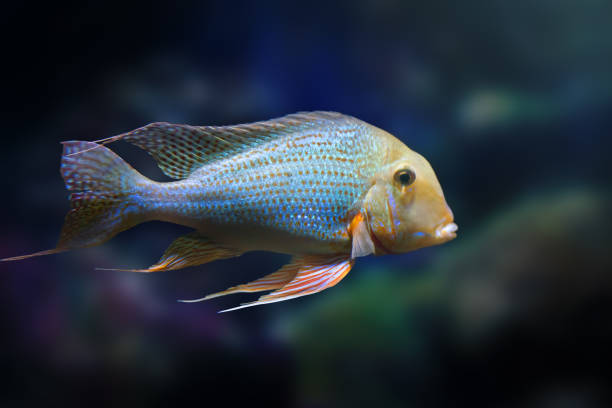 pearl cichlid altifrons (geophagus altifrons) - ryby słodkowodne - freshwater pearl zdjęcia i obrazy z banku zdjęć