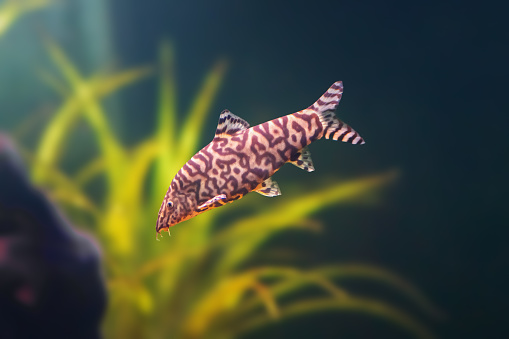 Yoyo Loach (Botia almorhae) - Freshwater fish