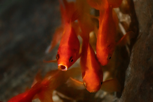 Goldfish gasping out of water (Carassius auratus) - Freshwater pet fish