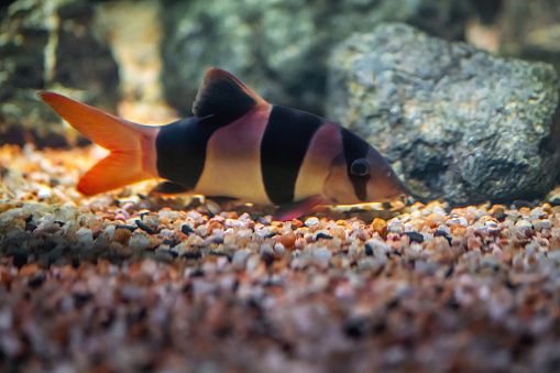 Clown Loach (Chromobotia macracanthus) - Freshwater fish