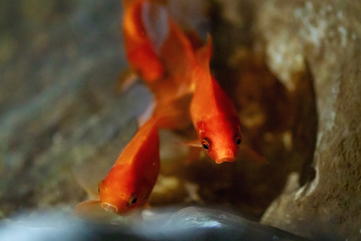 Goldfish (Carassius auratus) - Freshwater pet fish