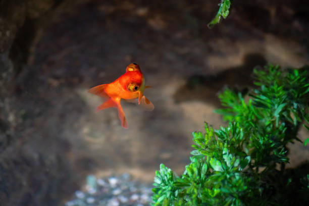 beautiful goldfish in an aquarium. Traditions