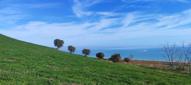 istock Olive trees on the profile of a hill 2055309054