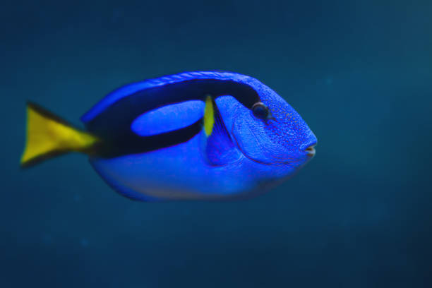 istock Royal Blue Tang (Paracanthurus hepatus) - Marine Fish 2055309055