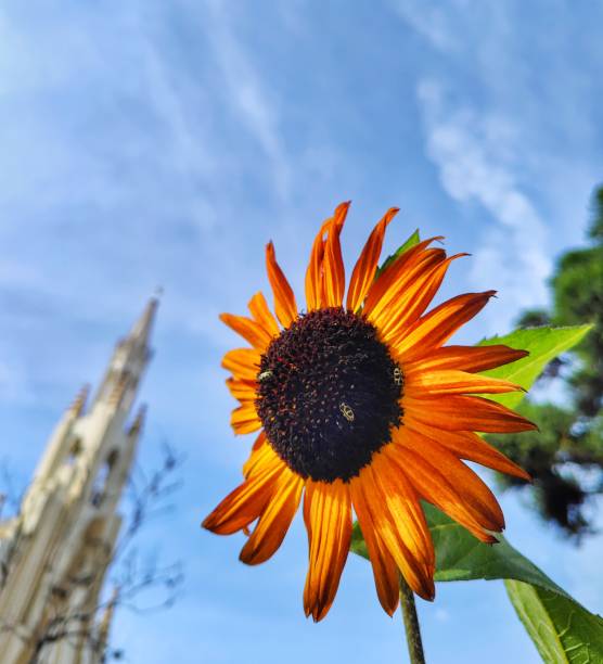 Sunflower on a blue sky