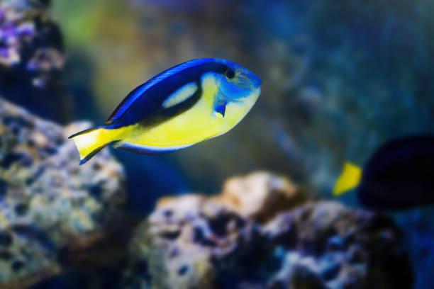 istock Royal Blue Tang (Paracanthurus hepatus) - Indian Ocean Variation 2055309582